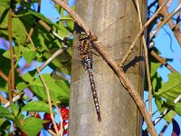 Green Striped Darner